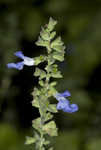 Azure blue sage